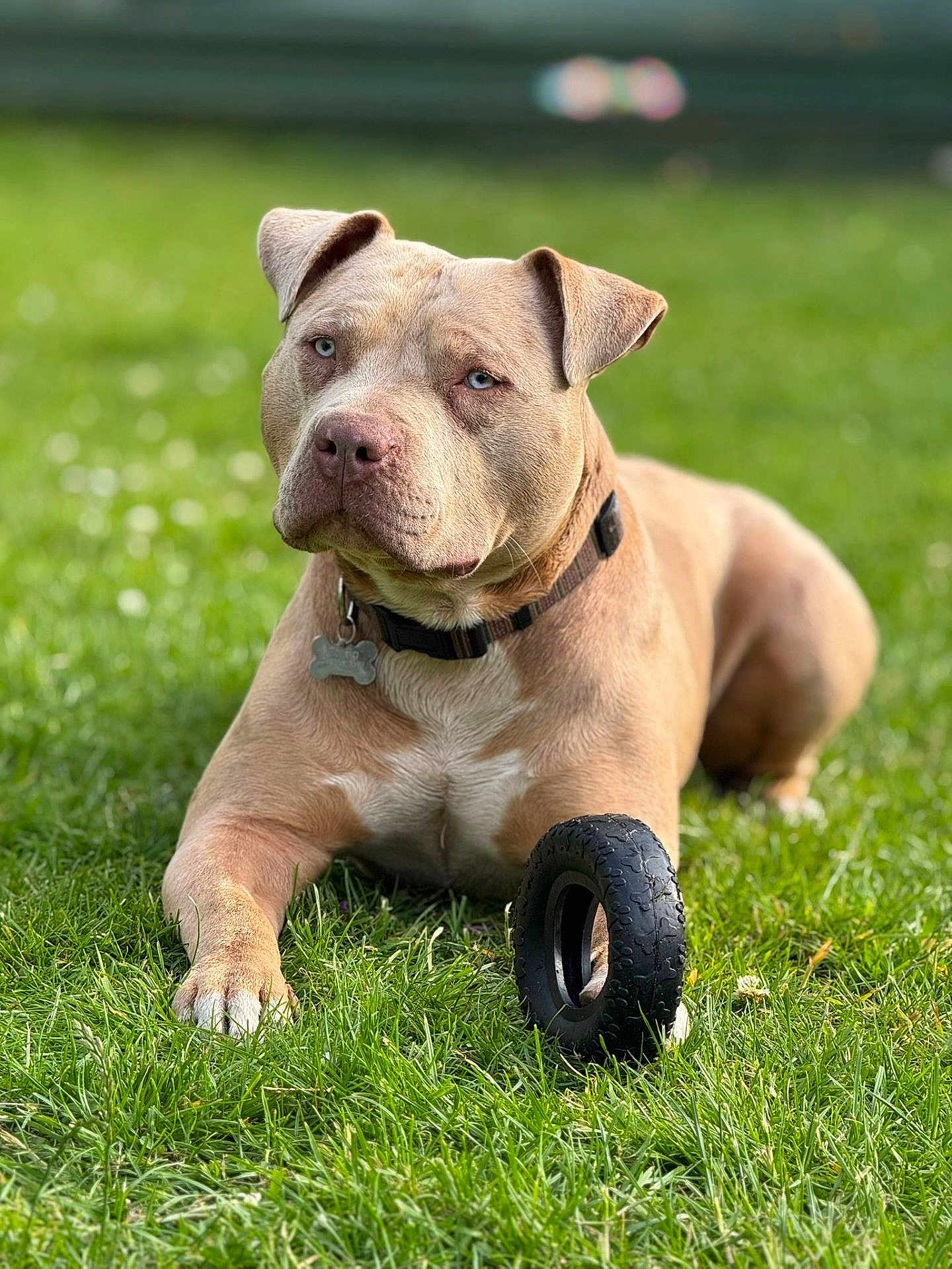 Furio is registered to the contest to win money with this photo: dog, grass, toy, outdoor, pet, animal, collar, brown, black_toy, lying_down, blue_eyes, closeup, nature, playful, domestic_animal, summer, sunlight, background_blur, guarding, canine