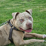 Furio joined the competition — help win amazing prizes! animal, blue_eyes, canine, closeup, companion, dog, friendly, grass, happy, harness, leash, light_brown, lying_down, mammal, nature, outdoor, pet, playful, summer, tongue_out