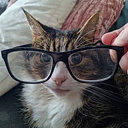 Gizzmo joined the competition — help win amazing prizes! cat, glasses, hand, pillow, fur, whiskers, pet, indoor, closeup, face, tabby, white_fur, brown_fur, pink_nose, cute, domestic_animal, resting, cozy, animal, portrait