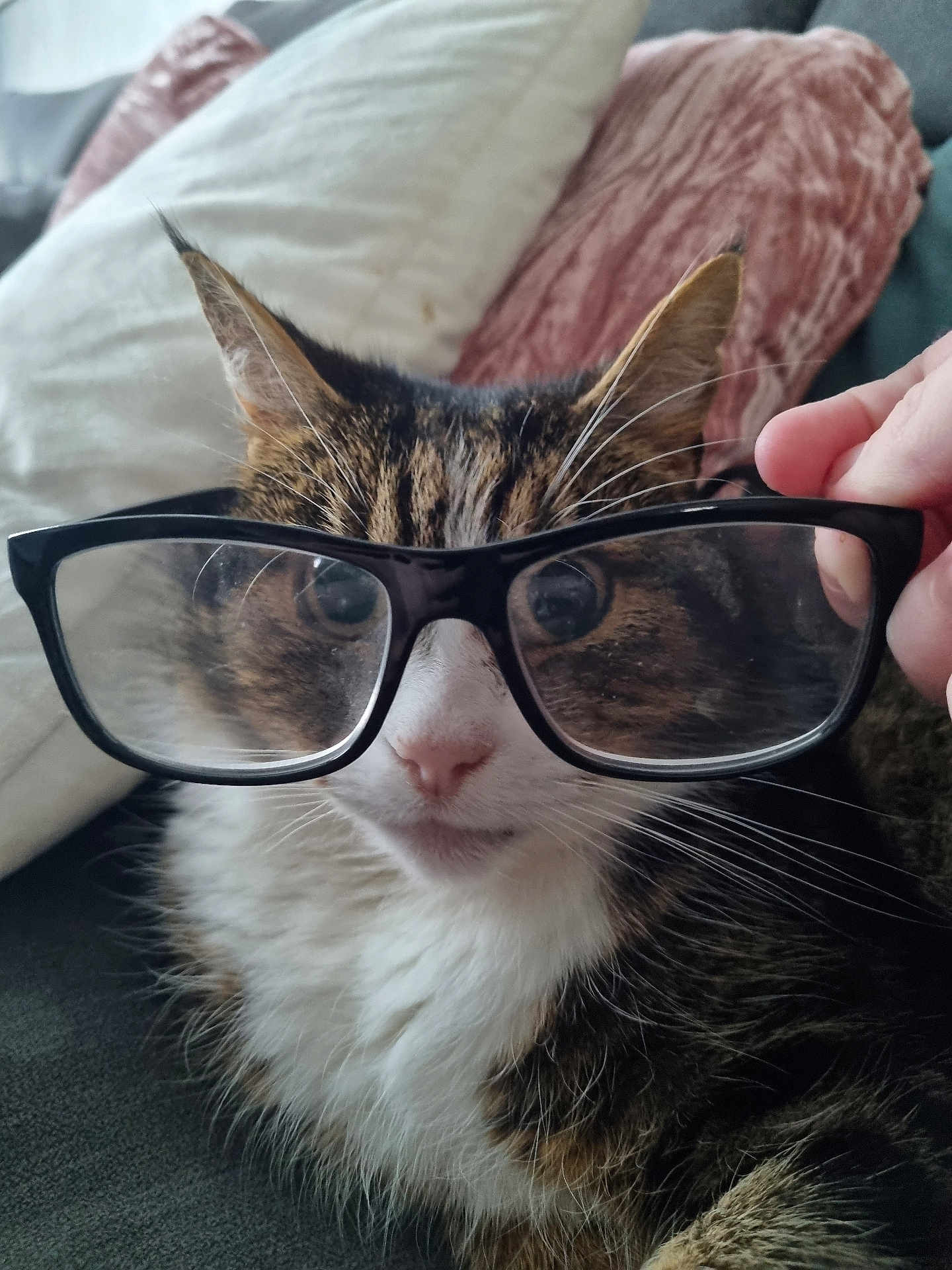 Gizzmo