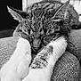 Rillette participe au concours pour gagner de l'argent avec cette photo : abyssinian, animal, armchair, bodypart, cat, chair, couch, furniture, kitten, manx, mouth, person, pet, siamese, sleeping
