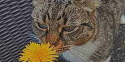 Rillette a rejoint le concours — aidez-le/la à gagner de superbes lots ! abyssinian, alloywheel, animal, baby, bodypart, cat, daisy, dandelion, finger, flower, flowerarrangement, flowerbouquet, hand, kitten, manx, person, pet, petal, plant, sunflower