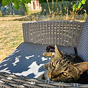 Speedy participe au concours pour gagner de l'argent avec cette photo : animal, background, cat, close_up, daylight, feline, garden, leaf, nature, outdoor, pet, relaxed, resting, shadow, summer, sunlight, tabby_cat, texture, wicker_chair, yellow_eyes