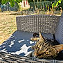 animal, background, cat, close_up, daylight, feline, garden, leaf, nature, outdoor, pet, relaxed, resting, shadow, summer, sunlight, tabby_cat, texture, wicker_chair, yellow_eyes