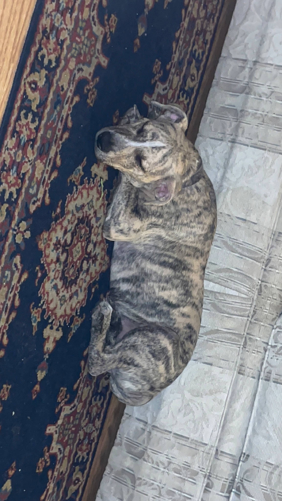 Deuce joined the competition — help win amazing prizes! art, canidae, carnivore, cat, claw, dog_breed, domestic_short_haired_cat, felidae, flooring, fur, grey, paw, small_to_medium_sized_cats, snout, sporting_group, tail, terrestrial_animal, whiskers, wood, working_animal