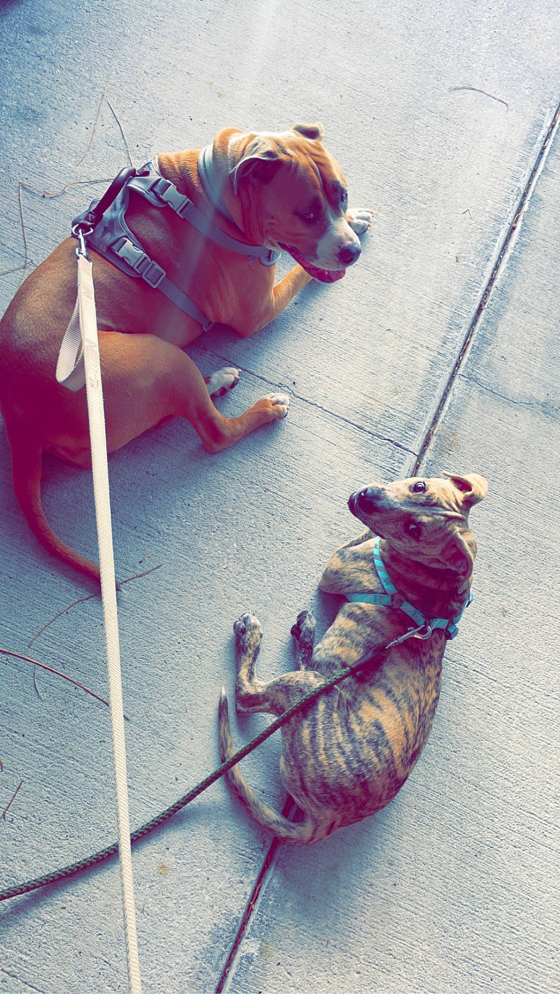 Deuce joined the competition — help win amazing prizes! canidae, carnivore, cat, collar, companion_dog, dog, dog_breed, dog_collar, dog_supply, fawn, human_leg, leash, mammal, pet_supply, pink, snout, sporting_group, tail, vertebrate, working_animal