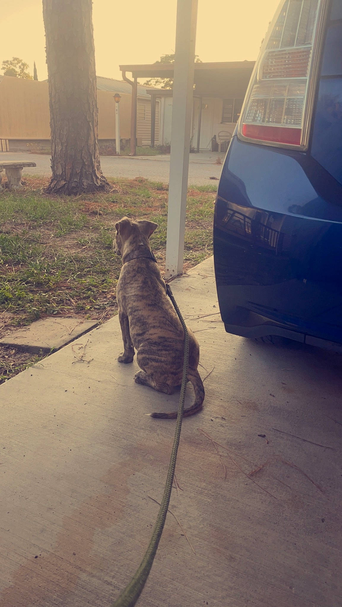 Deuce joined the competition — help win amazing prizes! asphalt, automotive_lighting, automotive_tire, carnivore, cloud, felidae, fender, grass, hood, mammal, plant, road_surface, sidewalk, small_to_medium_sized_cats, sunlight, tints_and_shades, tire, tree, vehicle_door, vertebrate