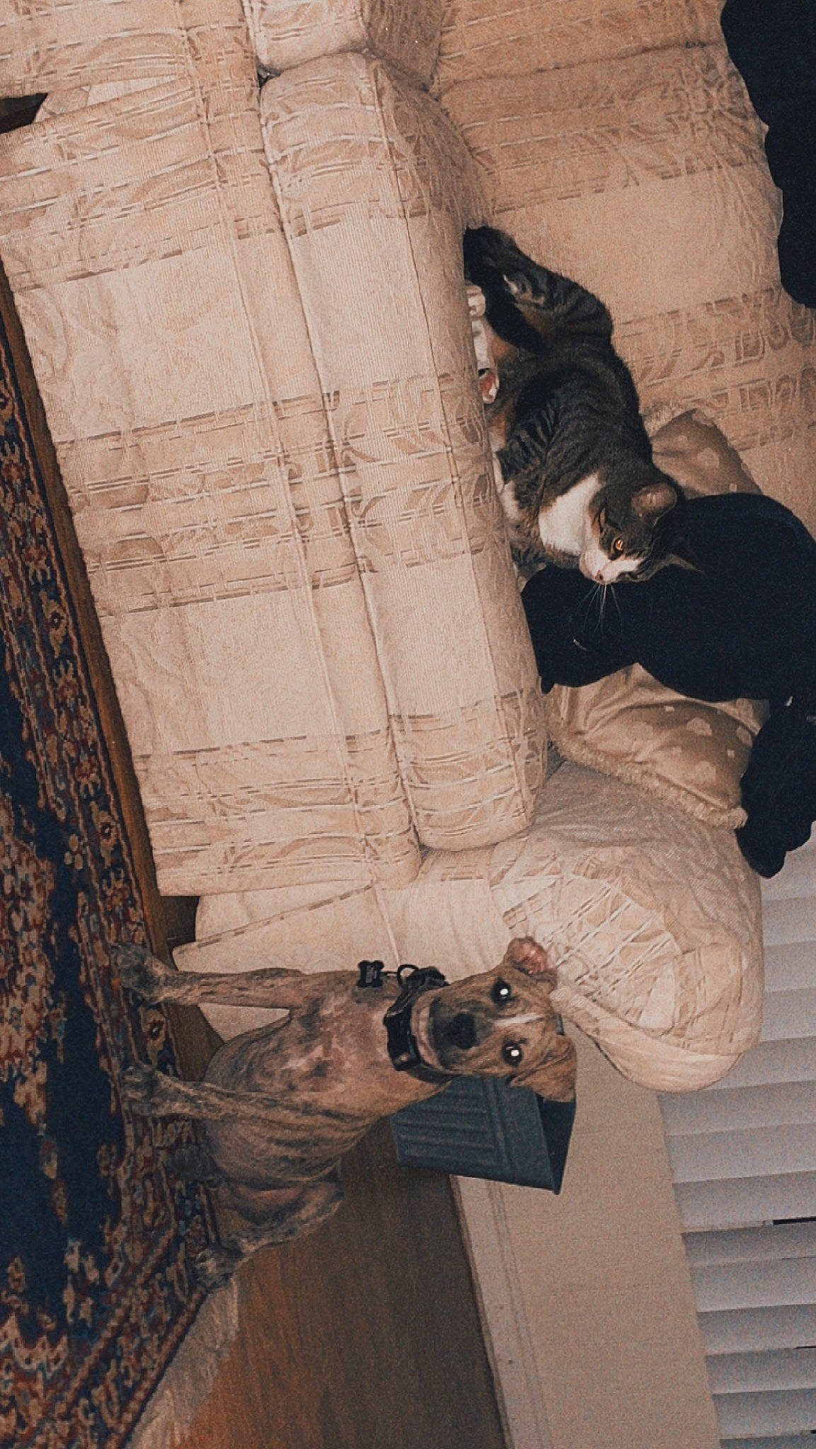 Kitty joined the competition — help win amazing prizes! art, dress, flooring, hand, headgear, human_body, human_leg, monochrome, monochrome_photography, pattern, room, sculpture, shadow, sitting, statue, temple, tints_and_shades, vintage_clothing, visual_arts, wood