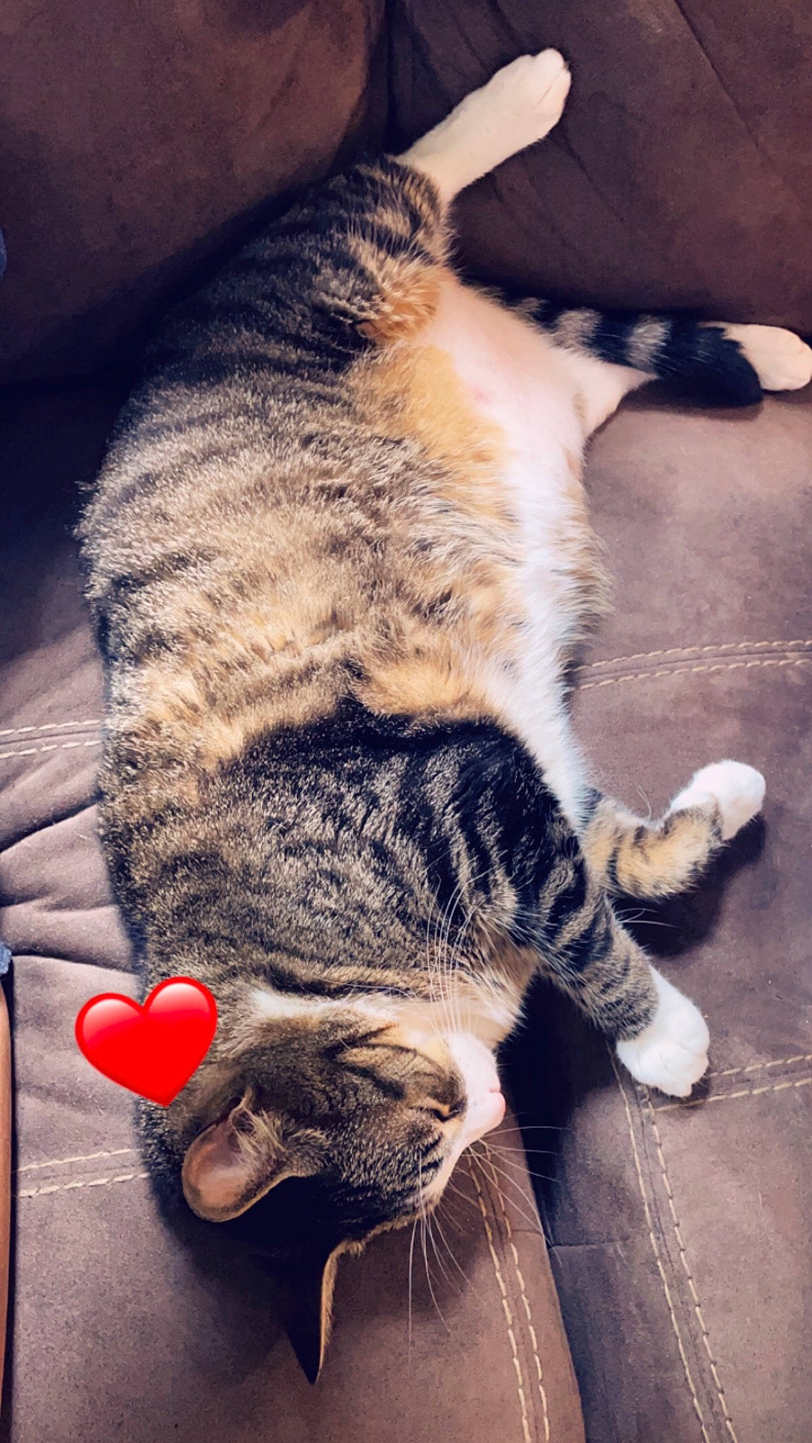 Kitty joined the competition — help win amazing prizes! carnivore, cat, claw, cloud, comfort, domestic_short_haired_cat, felidae, foot, fur, human_leg, lap, metal, meteorological_phenomenon, nap, paw, sitting, small_to_medium_sized_cats, snout, tail, whiskers