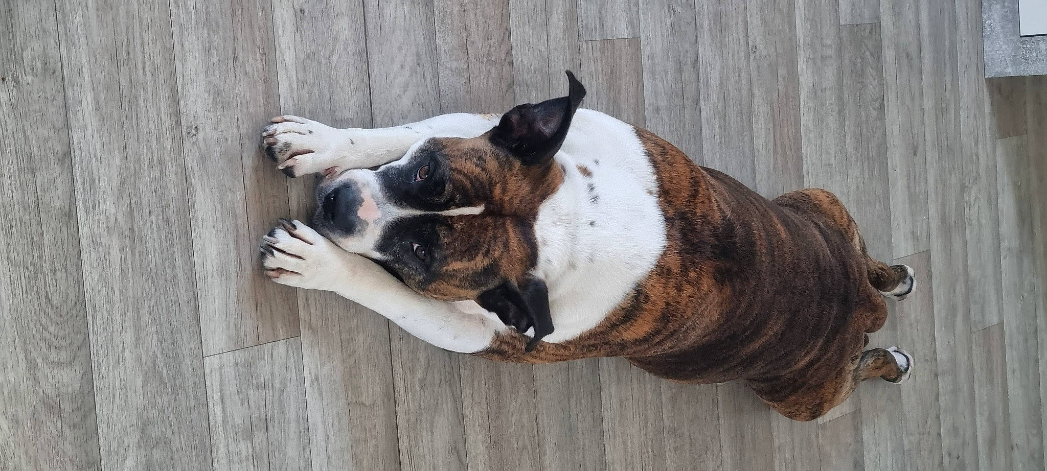 Nikita participe au concours pour gagner de l'argent avec cette photo : bored, bulldog, canidae, carnivore, collar, companion_dog, dog, dog_breed, dog_collar, ear, eye, fawn, fur, snout, sporting_group, tail, whiskers, wood, working_animal, wrinkle