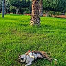Nikita a rejoint le concours — aidez-le/la à gagner de superbes lots ! animal, blue_sky, canine, dog, garden, grass, greenery, landscape, lawn, lying_down, nature, outdoors, palm_tree, park, pet, relaxed, resting, spotted_dog, sunny, tropical