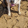 Nikita a rejoint le concours — aidez-le/la à gagner de superbes lots ! animal, beach, brindle, brown_and_white, dog, front_view, happy, open_mouth, outdoor, pawprints, pet, portrait, sand, sandcastle, shoreline, short_hair, sitting, smiling, summer, sunlight
