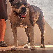 Nikita a rejoint le concours — aidez-le/la à gagner de superbes lots ! animal, brindle, bulldog, collar, dog, happy, muscular, outdoor, person, pet, portrait, shadow, short_hair, staircase, stairs, standing, sunlight, tongue_out, vertical_photo, wall