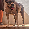 animal, brindle, bulldog, collar, dog, happy, muscular, outdoor, person, pet, portrait, shadow, short_hair, staircase, stairs, standing, sunlight, tongue_out, vertical_photo, wall