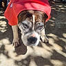 animal, black_fur, brown_fur, clothing, dog, ears, funny_costume, garden, outdoor, paws, people, pet, portrait, red_shirt, serious_expression, shadow, snout, standing, sunlight, white_fur
