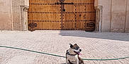 Nikita participe au concours pour gagner de l'argent avec cette photo : arched_doorway, architecture, brown, cobblestone, courtyard, daytime, dog, happy_dog, leash, ornate_arch, outdoor, patterned_wall, pet, resting, shadow, stone, sunlight, tongue_out, white, wooden_door