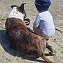 Nikita participe au concours pour gagner de l'argent avec cette photo : beach, brindle, child, companion, dog, footwear, nature, ocean, outdoor, pet, relaxing, sand, shadow, shore, summer, sunhat, sunny, toddler, water, white_clothing