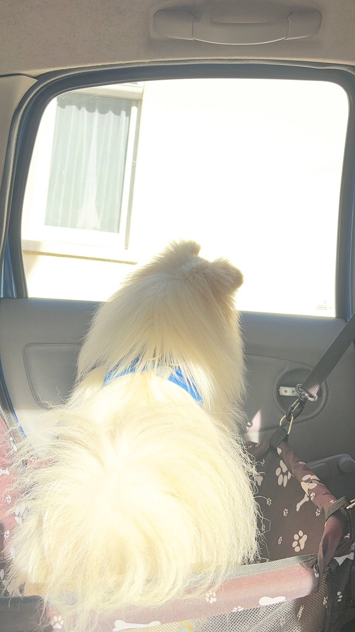 Kiko participe au concours pour gagner de l'argent avec cette photo : automotive_exterior, automotive_mirror, car, carnivore, collar, companion_dog, dog, dog_breed, dog_supply, fawn, small_terrier, snout, sporting_group, tail, tints_and_shades, toy_dog, vehicle, vehicle_door, window, windshield