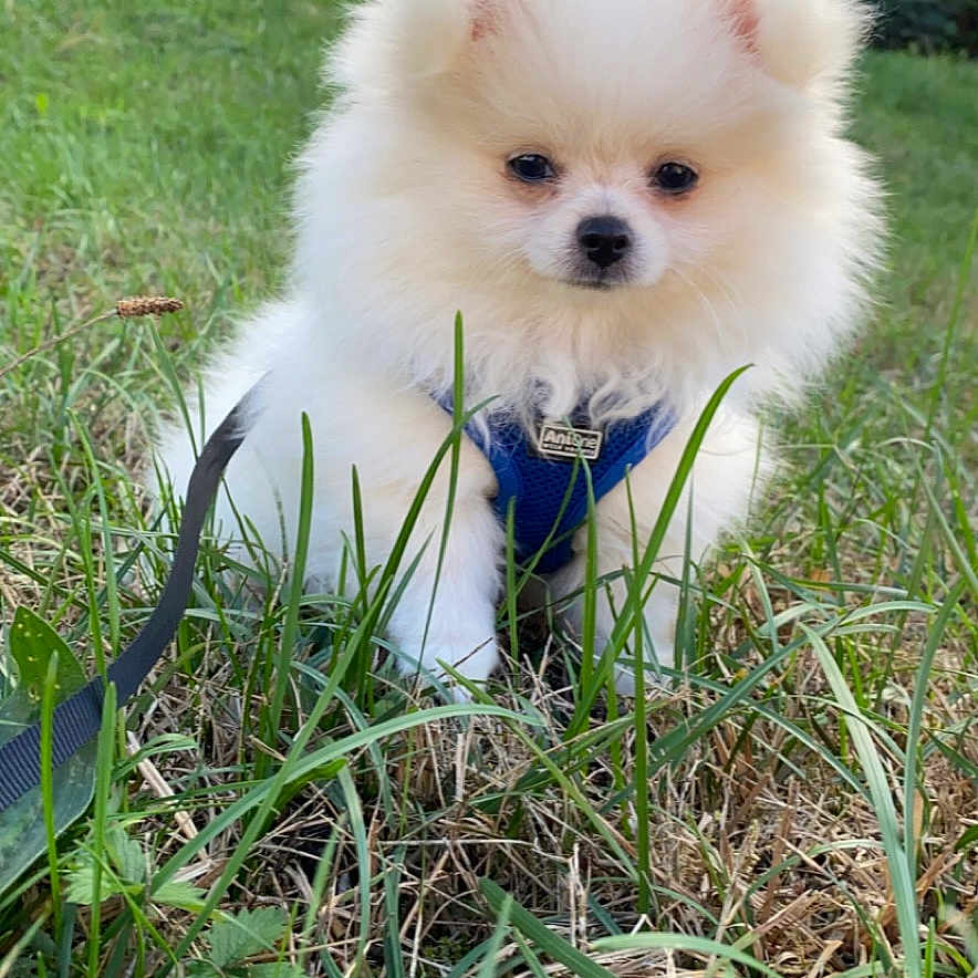 Kiko