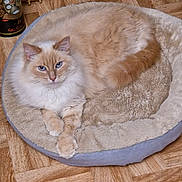 Neige a rejoint le concours — aidez-le/la à gagner de superbes lots ! cat, blue_eyes, fluffy, cream_colored, pet_bed, wooden_floor, parquet_floor, indoor, relaxed, lying_down, cozy, feline, domestic_cat, cute, animal, fur, whiskers, paws, tail, resting