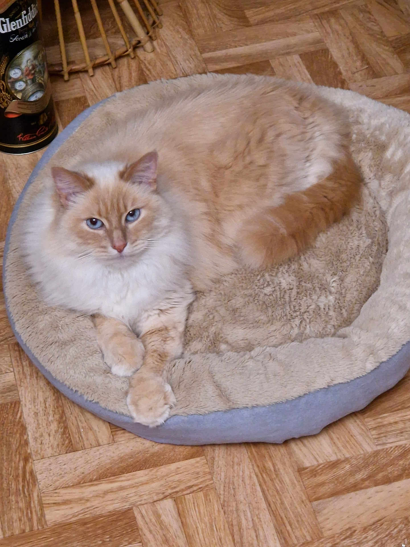 Neige a rejoint le concours — aidez-le/la à gagner de superbes lots ! cat, blue_eyes, fluffy, cream_colored, pet_bed, wooden_floor, parquet_floor, indoor, relaxed, lying_down, cozy, feline, domestic_cat, cute, animal, fur, whiskers, paws, tail, resting