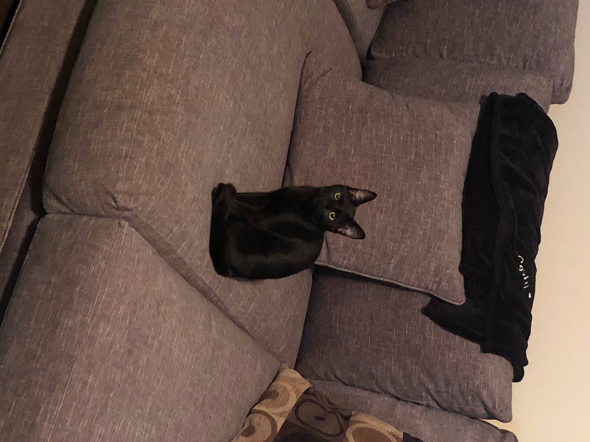 Squeak joined the competition — help win amazing prizes! automotive_design, automotive_tire, bag, comfort, couch, dress, foot, grey, human_leg, leather, linens, personal_luxury_car, sleeve, sunglasses, thigh, tints_and_shades, tree, vehicle_door, window, wood