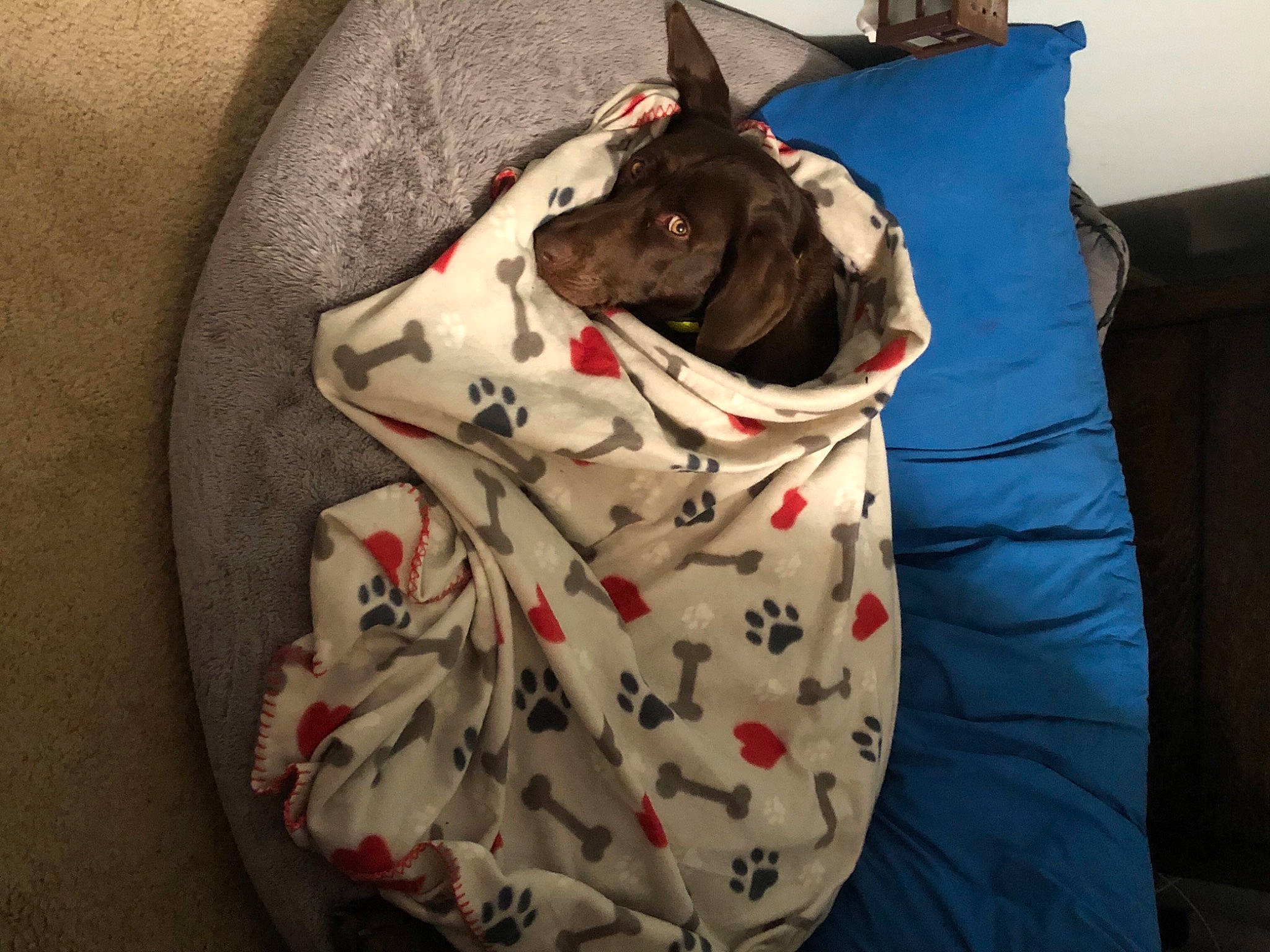 Dixie-lynn joined the competition — help win amazing prizes! bag, canidae, carmine, carnivore, comfort, companion_dog, dog, dog_breed, dog_supply, fawn, felidae, linens, pattern, pillow, small_to_medium_sized_cats, snout, sporting_group, stuffed_toy, whiskers, working_animal