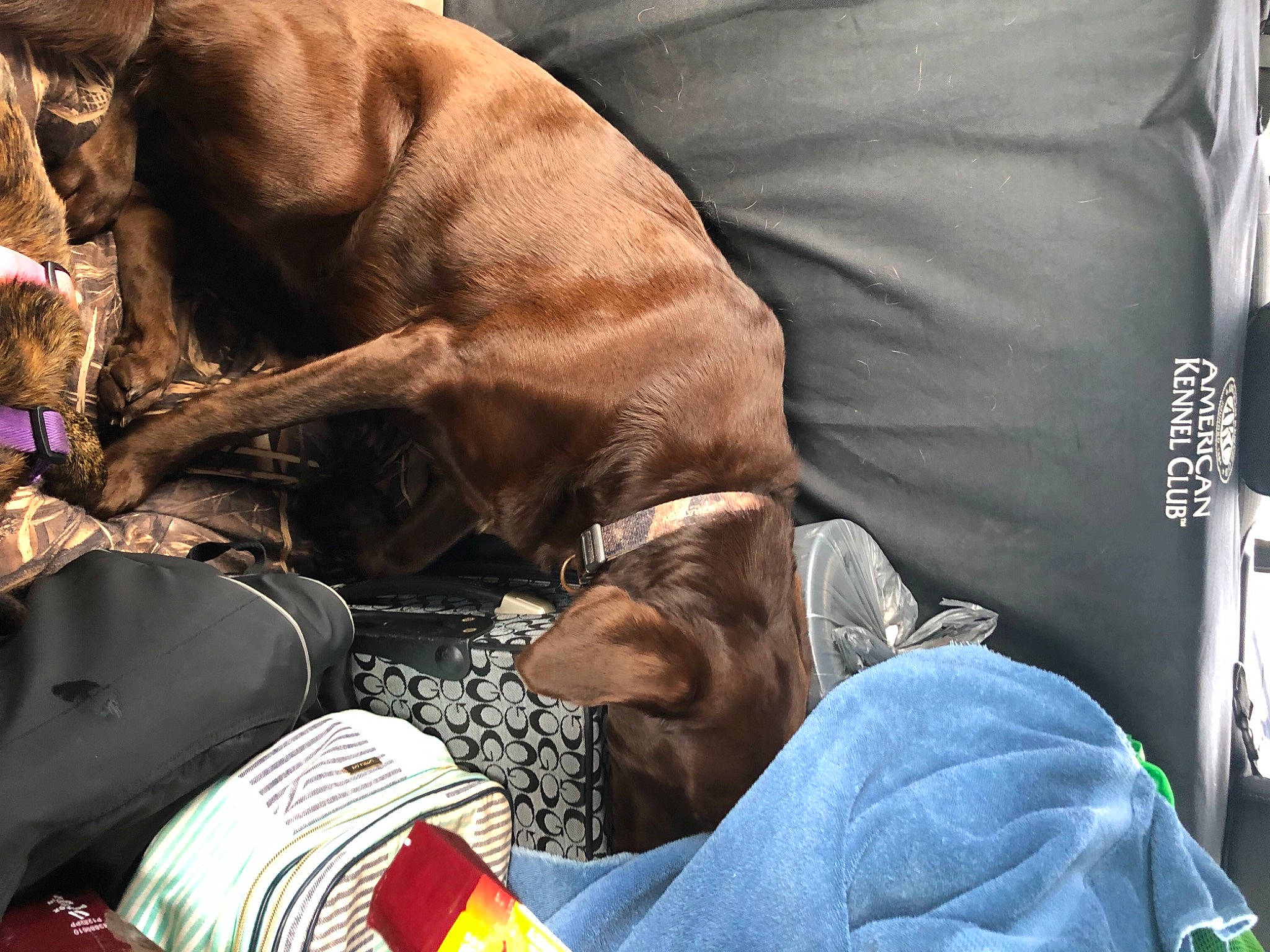 Dixie-lynn is registered to the contest to win money with this photo: bag, canidae, car_seat, carnivore, comfort, companion_dog, dog, dog_breed, fawn, fur, human_leg, liver, luggage_and_bags, mammal, nap, snout, sporting_group, vertebrate, working_animal, wrinkle