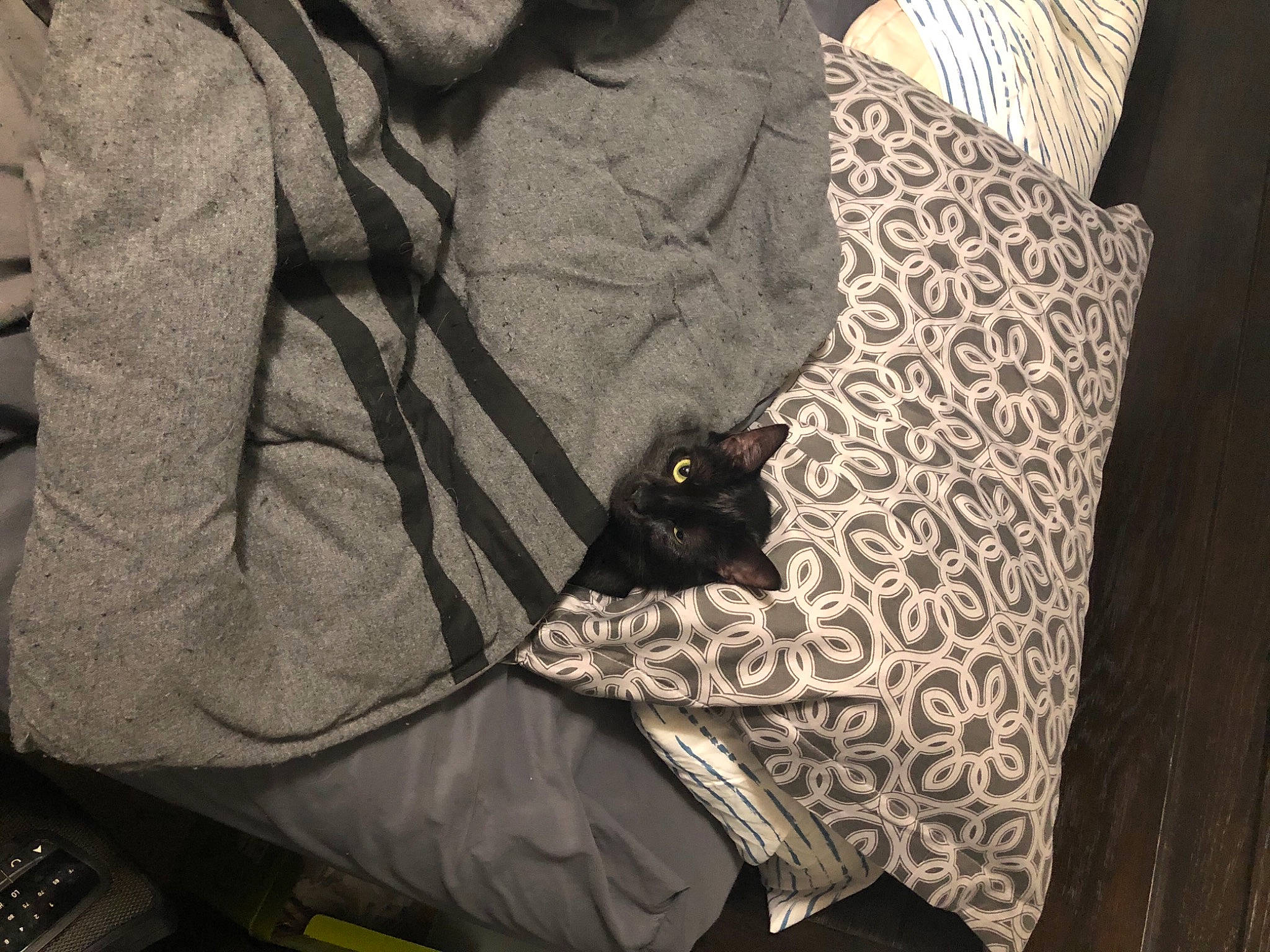 Katrina Aka Kat is registered to the contest to win money with this photo: bag, baggage, carnivore, cat, comfort, couch, fashion_accessory, fawn, felidae, fur, grey, human_leg, linens, luggage_and_bags, pattern, sleeve, small_to_medium_sized_cats, t_shirt, textile, whiskers