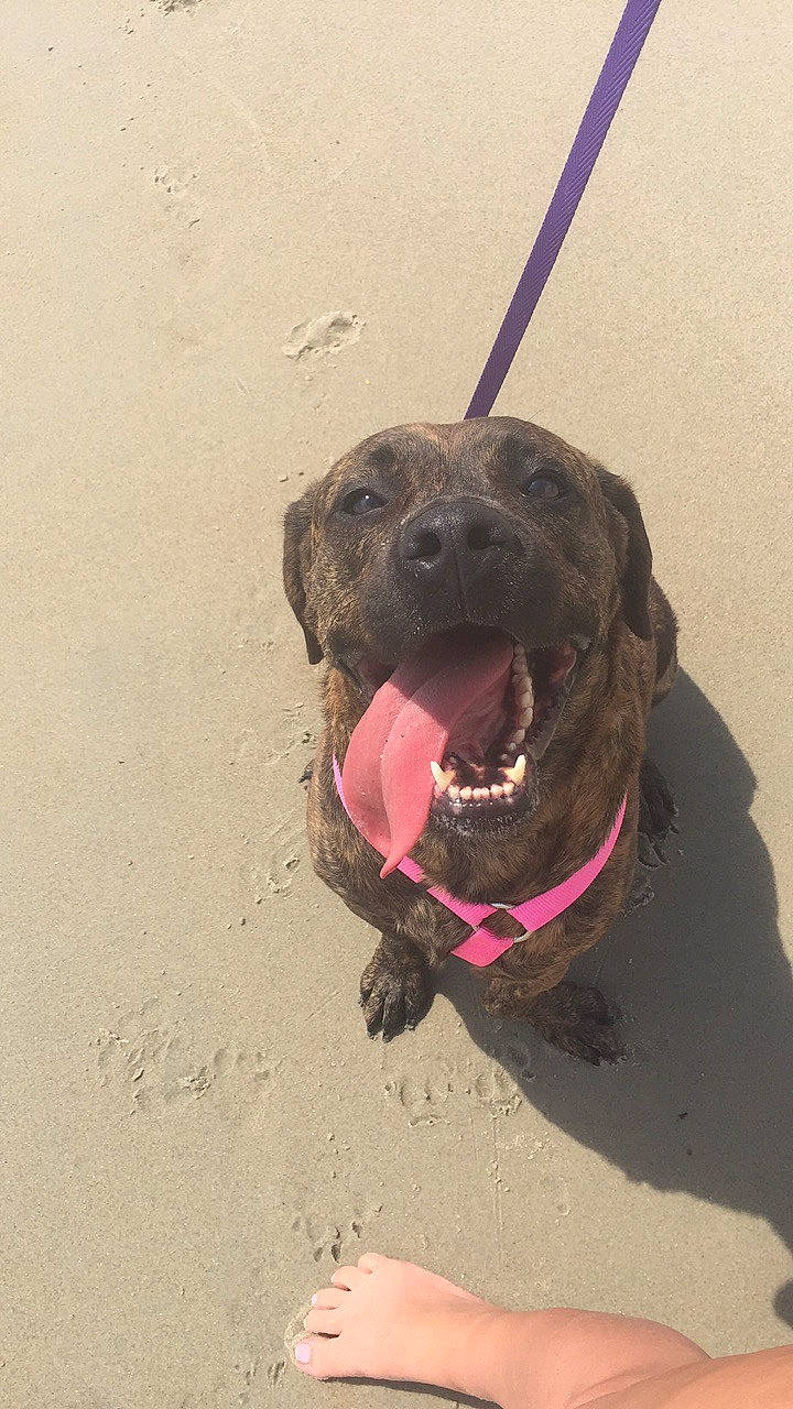 Lola joined the competition — help win amazing prizes! beach, canidae, carnivore, collar, companion_dog, dog, dog_breed, dog_collar, fawn, leash, liver, non_sporting_group, snout, sporting_group, terrestrial_animal, working_animal, working_dog