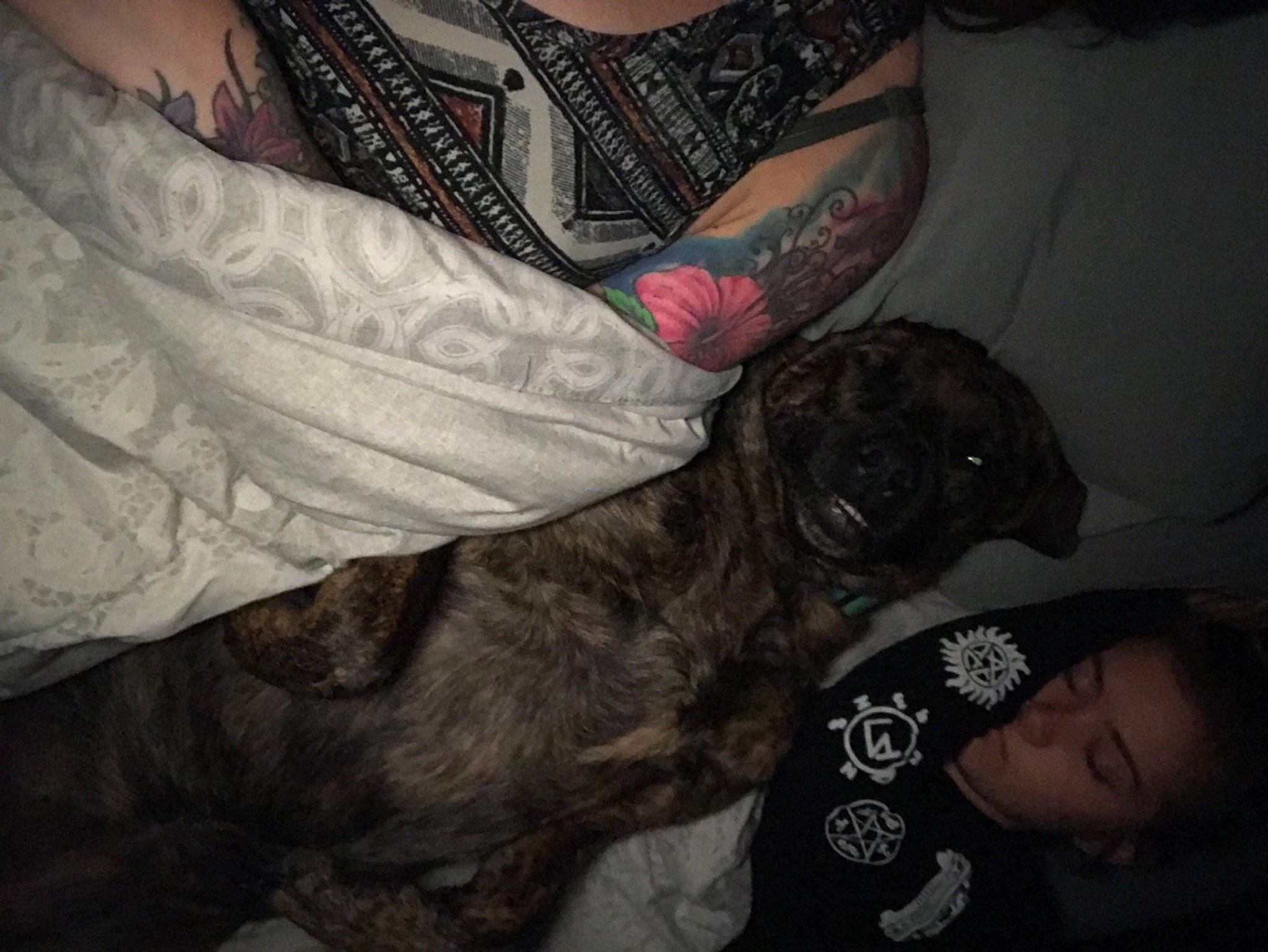 Lola joined the competition — help win amazing prizes! carnivore, comfort, companion_dog, couch, darkness, dog, dog_breed, elbow, fawn, fur, grey, jewellery, pug, sleeve, snout, sporting_group, t_shirt, temporary_tattoo, wrinkle, wrist