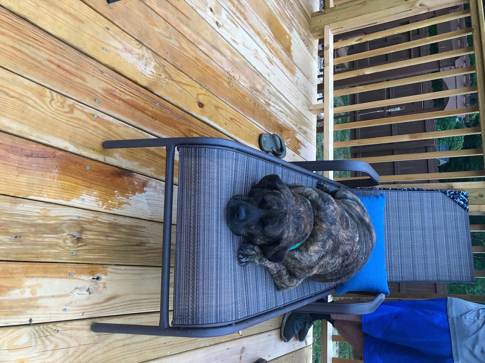 Lola joined the competition — help win amazing prizes! art, blue, building, carnivore, dog, dog_breed, electric_blue, facade, flooring, hardwood, house, metal, plank, plywood, sculpture, window, wood, wood_flooring, wood_stain, working_animal