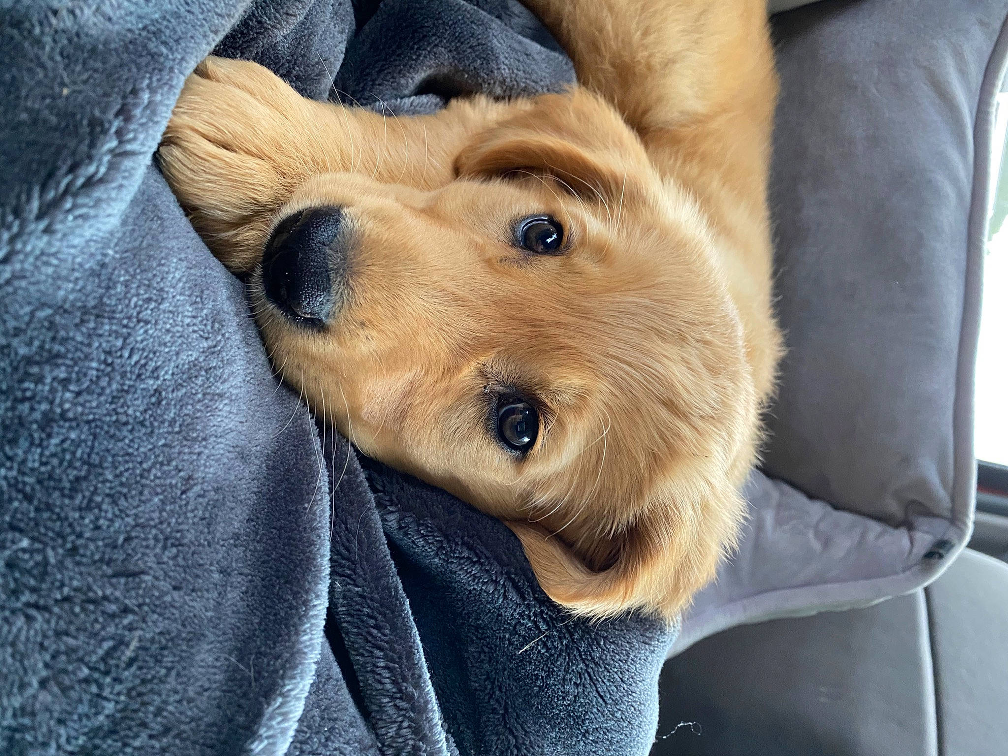 Peach joined the competition — help win amazing prizes! canidae, carnivore, collar, comfort, companion_dog, dog, dog_breed, ear, fawn, fur, paw, puppy, retriever, selfie, snout, sporting_group, terrestrial_animal, whiskers, working_animal