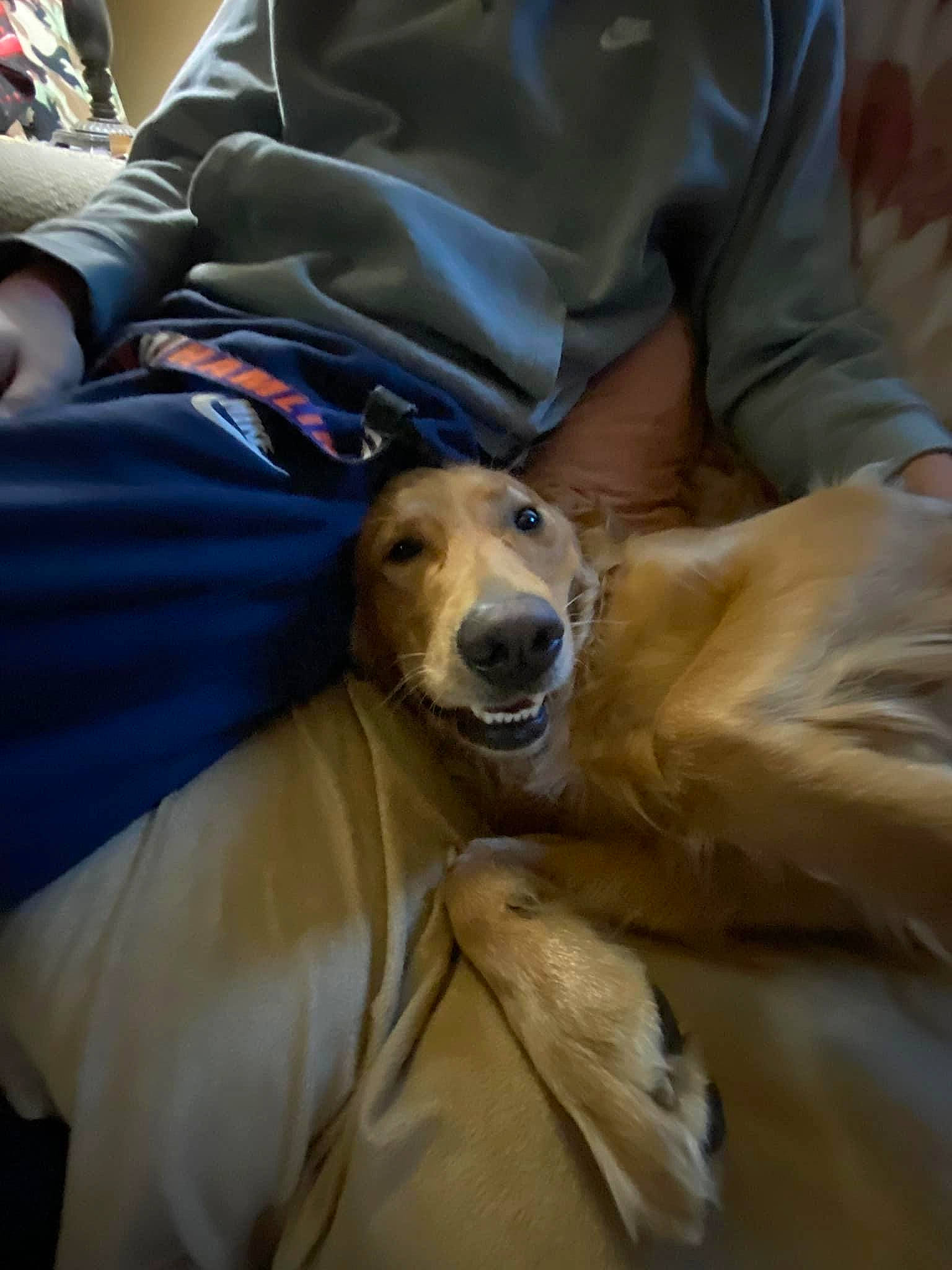 Peach is registered to the contest to win money with this photo: canidae, carnivore, comfort, companion_dog, dog, dog_breed, fawn, fur, labrador_retriever, retriever, sitting, snout, sporting_group, whiskers