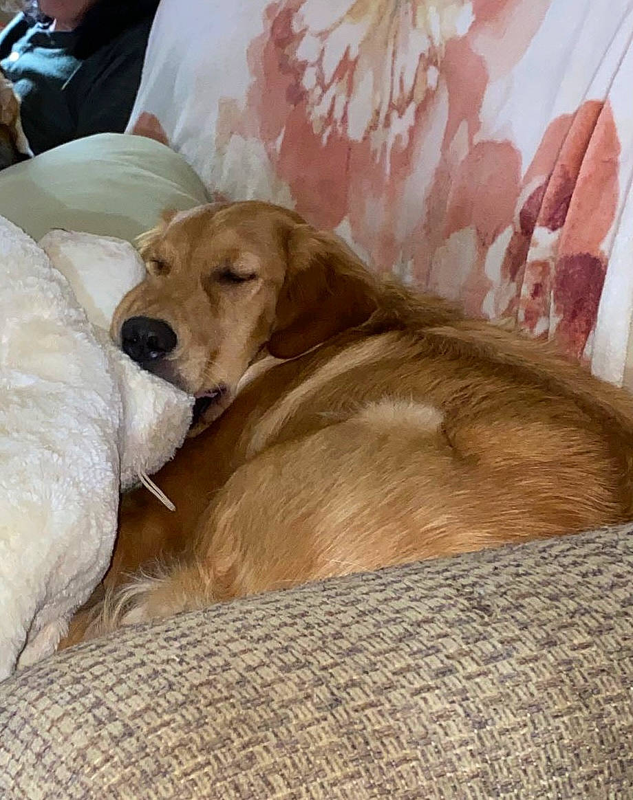 Peach joined the competition — help win amazing prizes! art, canidae, carnivore, chair, comfort, companion_dog, dog, dog_breed, fawn, fur, linens, liver, nap, peach, retriever, sporting_group, tail, whiskers, wood, working_animal