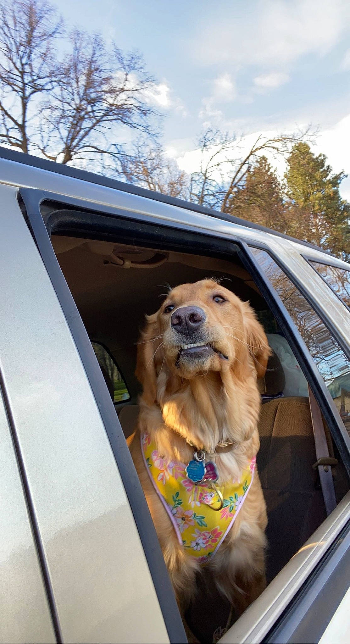 Peach is registered to the contest to win money with this photo: automotive_design, automotive_exterior, automotive_lighting, automotive_mirror, car, carnivore, cloud, companion_dog, dog, dog_breed, eyewear, fawn, mode_of_transport, motor_vehicle, personal_luxury_car, sky, snout, tree, vehicle, vehicle_door