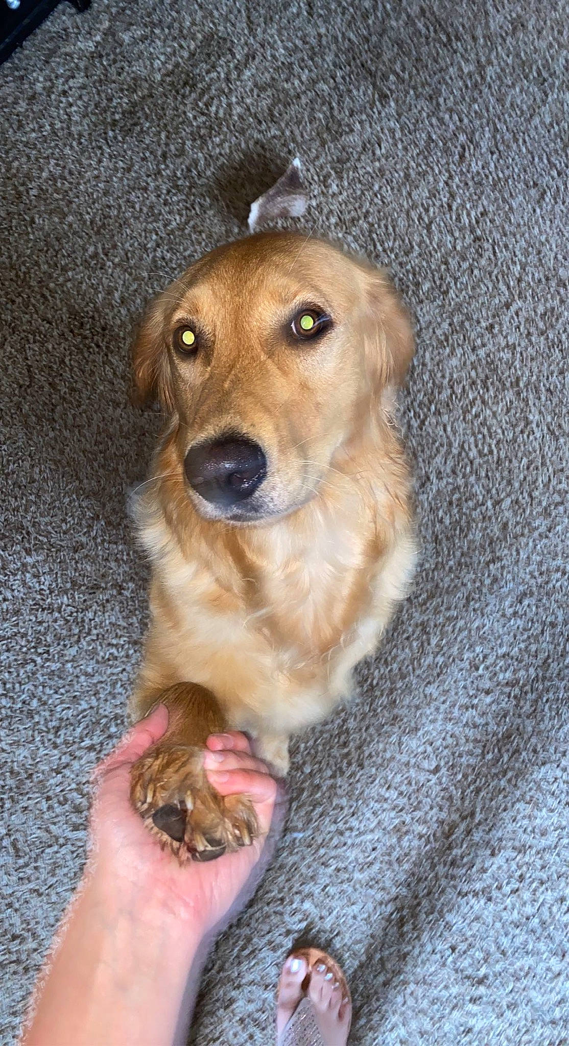 Peach joined the competition — help win amazing prizes! canidae, carnivore, companion_dog, dog, dog_breed, dog_supply, fawn, fur, pet_supply, smile, snout, sporting_group, street_dog, whiskers, working_animal, working_dog, woven_fabric