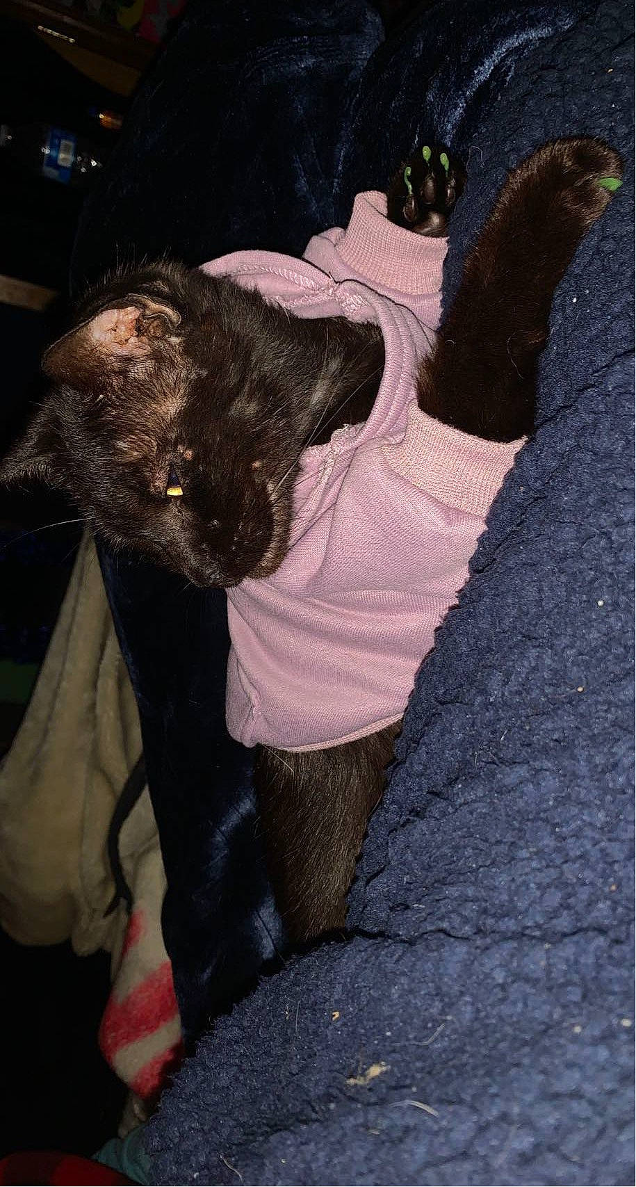 Anya is registered to the contest to win money with this photo: carnivore, cat, denim, dog_breed, fawn, felidae, fur, gesture, human_body, human_leg, leg, sleeve, small_to_medium_sized_cats, snout, sportswear, sunglasses, t_shirt, tail, thigh, whiskers