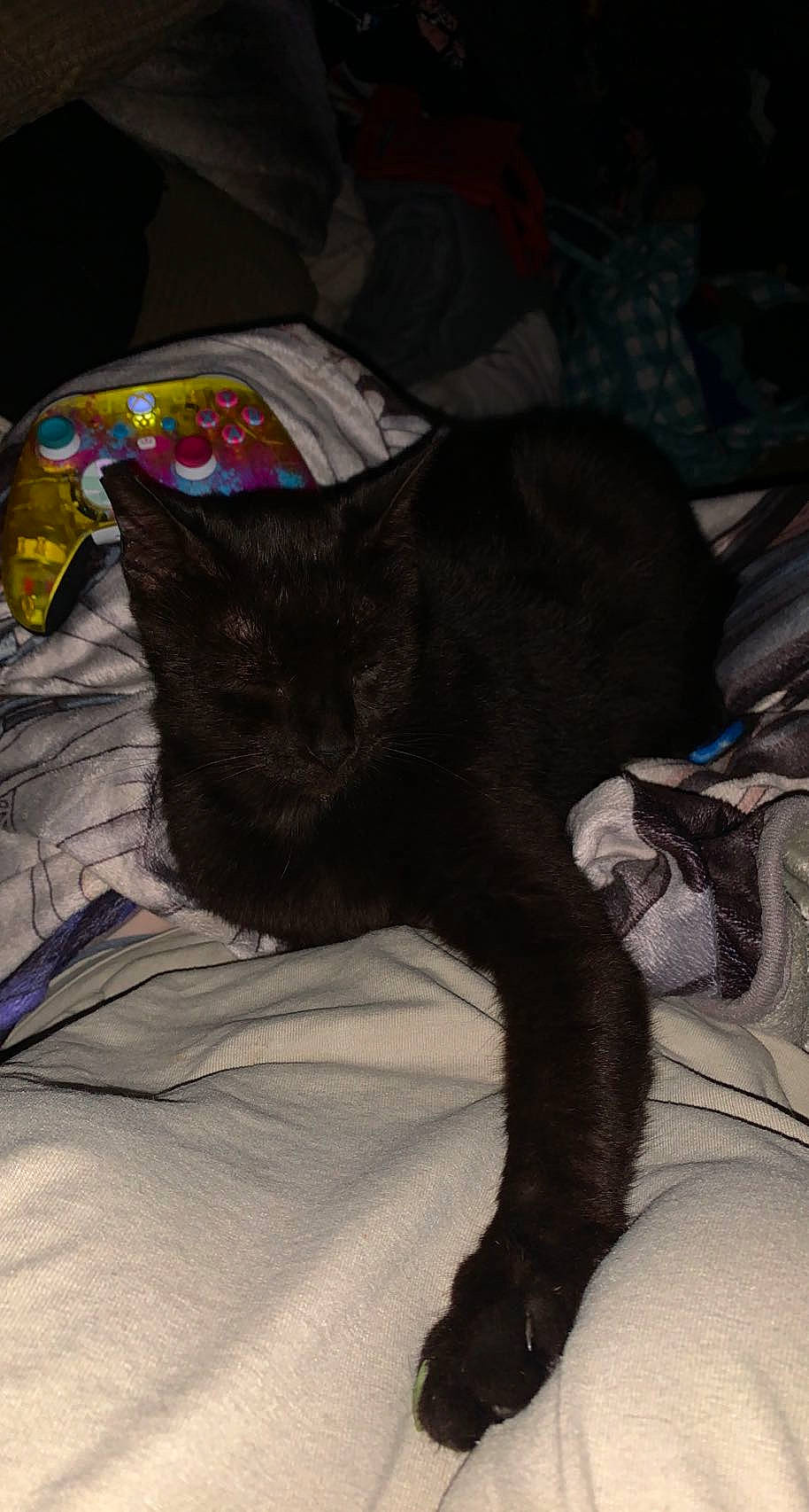 Anya is registered to the contest to win money with this photo: black_cat, blanket, bombay, carmine, carnivore, cat, claw, comfort, domestic_short_haired_cat, felidae, fur, grey, human_leg, linens, nap, paw, small_to_medium_sized_cats, tail, whiskers