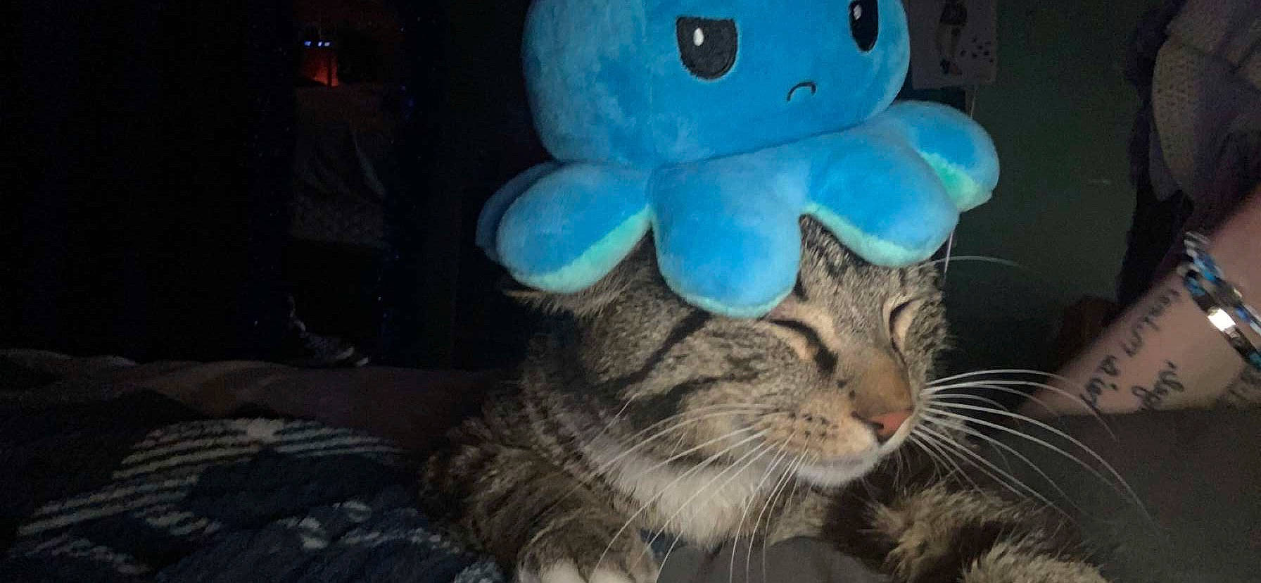 Rusty joined the competition — help win amazing prizes! carnivore, cat, comfort, darkness, domestic_short_haired_cat, electric_blue, fashion_accessory, felidae, fur, paw, photo_caption, plush, room, small_to_medium_sized_cats, stuffed_toy, tail, textile, toy, whiskers