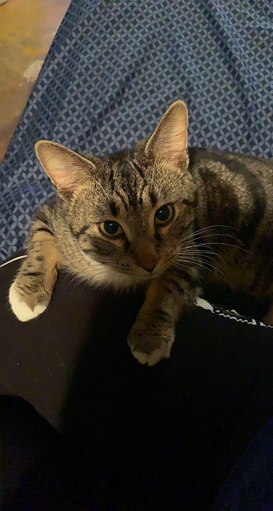 Rusty is registered to the contest to win money with this photo: carnivore, cat, claw, domestic_short_haired_cat, eye, felidae, fur, paw, small_to_medium_sized_cats, snout, terrestrial_animal, whiskers, wildlife