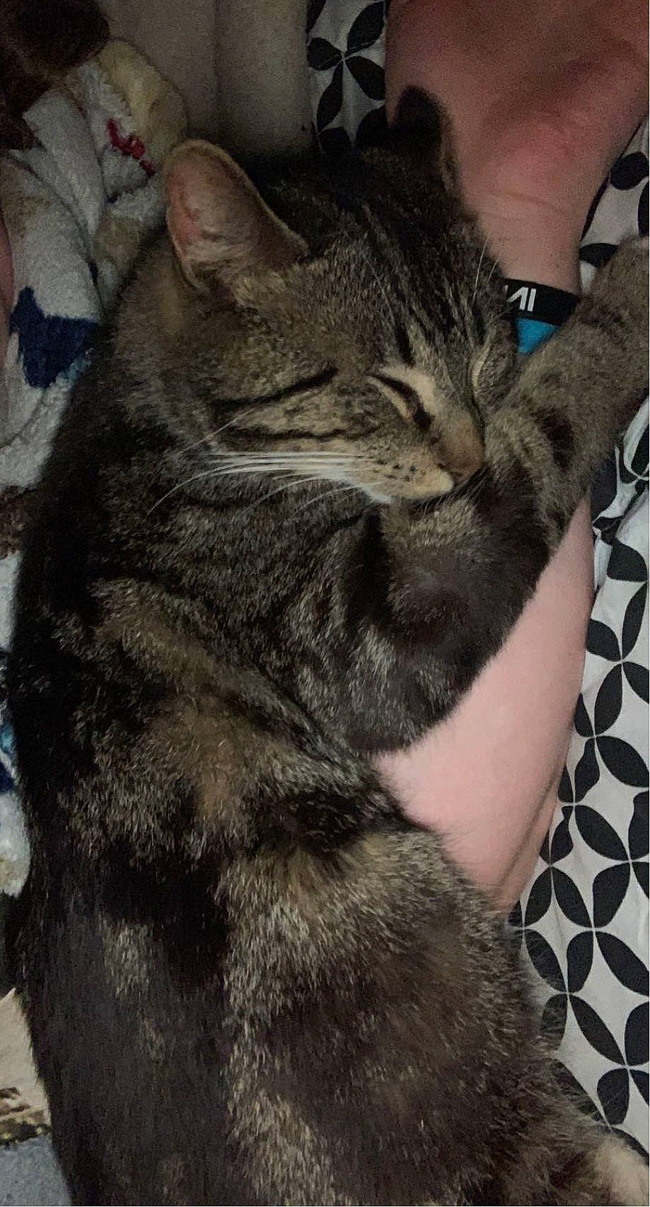 Rusty joined the competition — help win amazing prizes! carnivore, cat, claw, comfort, domestic_short_haired_cat, felidae, fur, gesture, grey, human_leg, military_camouflage, nap, pattern, paw, sitting, small_to_medium_sized_cats, snout, tail, whiskers