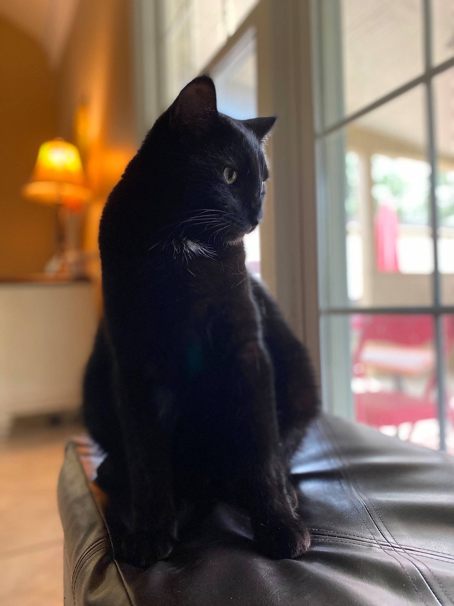 Kyle is registered to the contest to win money with this photo: asian, black, black_cat, bombay, carnivore, cat, chartreux, domestic_short_haired_cat, felidae, fur, korat, sitting, small_to_medium_sized_cats, snout, tail, whiskers, window