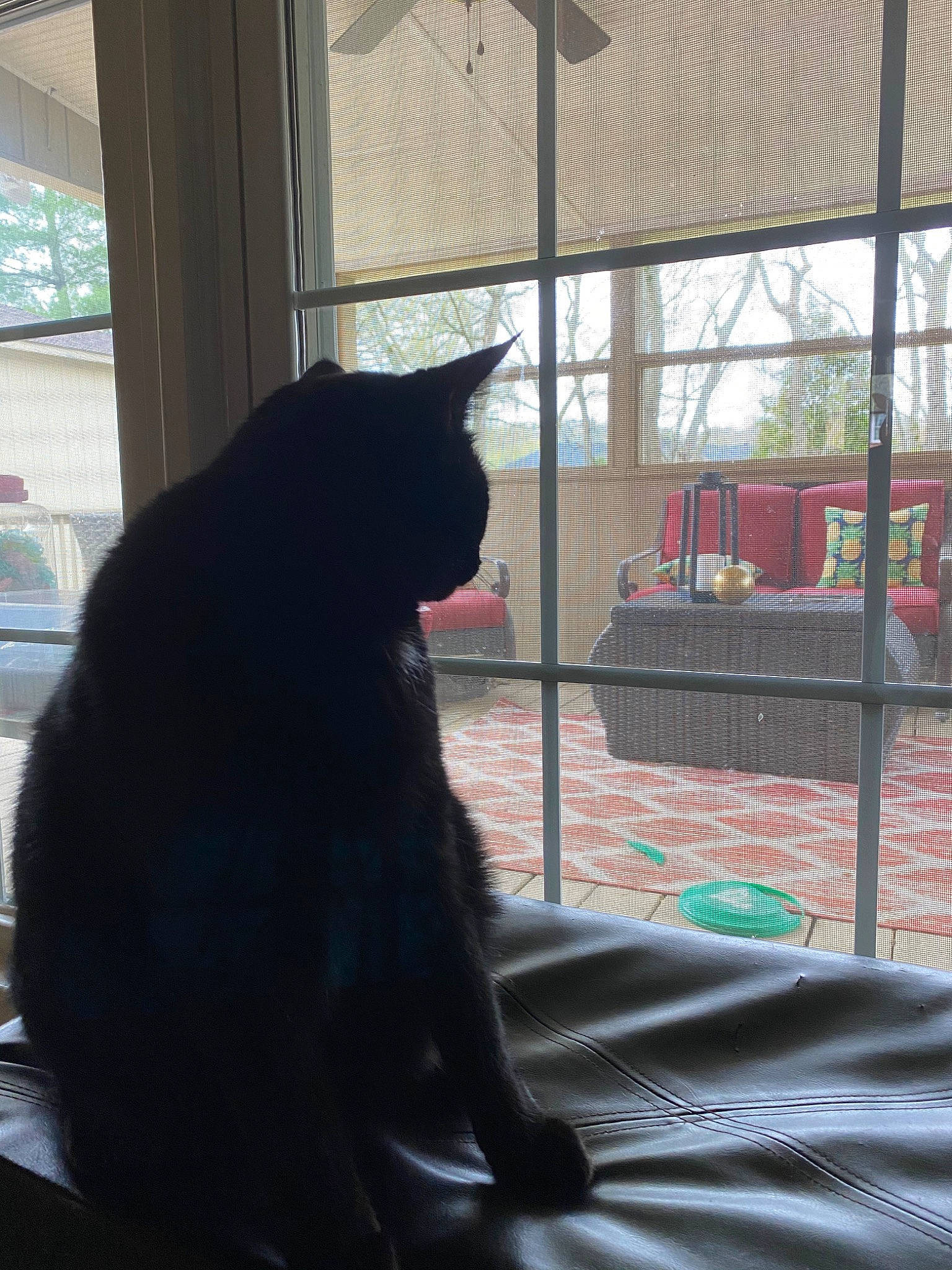 Kyle is registered to the contest to win money with this photo: black, black_cat, canidae, carnivore, cat, felidae, fur, small_to_medium_sized_cats, sporting_group, tail, whiskers, window