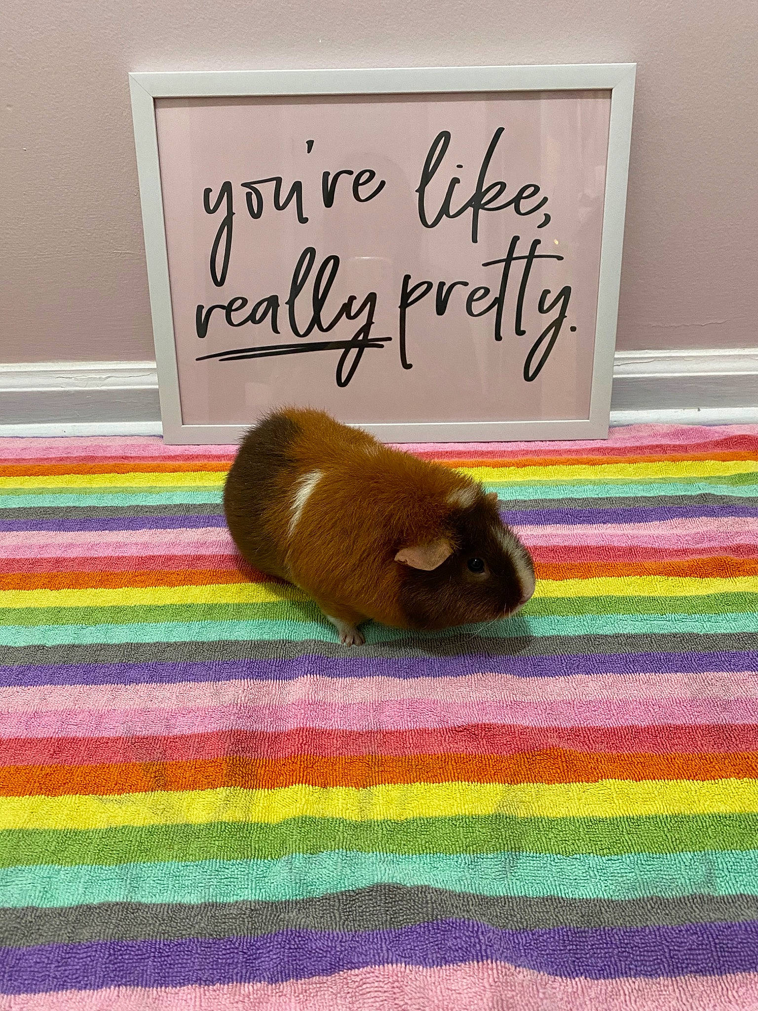 Cinnamon is registered to the contest to win money with this photo: beaver, fawn, guinea_pig, rodent, room