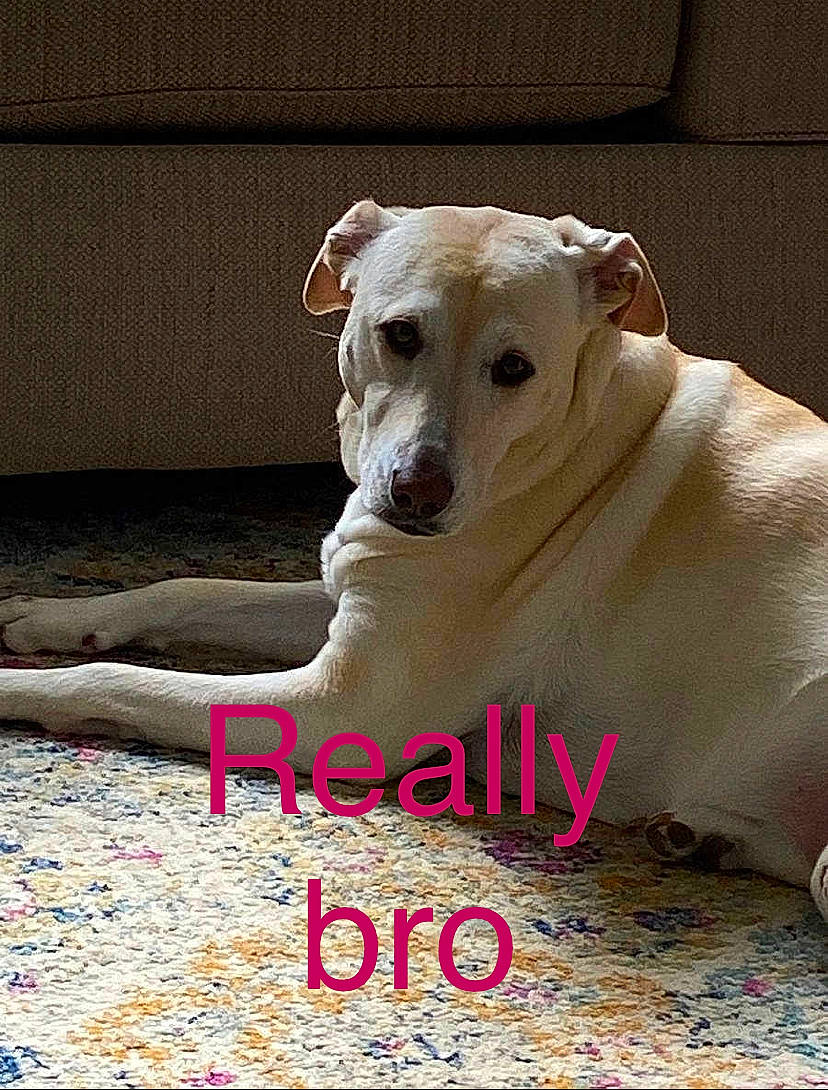 Luna joined the competition — help win amazing prizes! aspin, canidae, carnivore, companion_dog, dog, dog_breed, fawn, labrador_retriever, mammal, photo_caption, potcake_dog, rare_breed_dog, retriever, snout, sporting_group, street_dog, tail, vertebrate