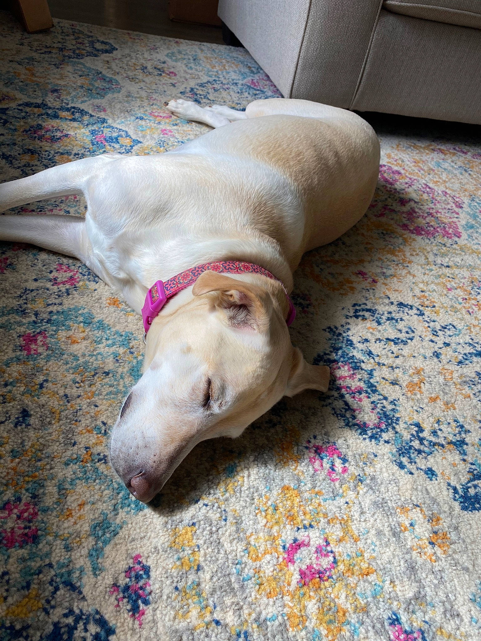 Luna joined the competition — help win amazing prizes! canidae, carnivore, dog, dog_breed, fawn, floor, flooring, non_sporting_group, snout, sporting_group