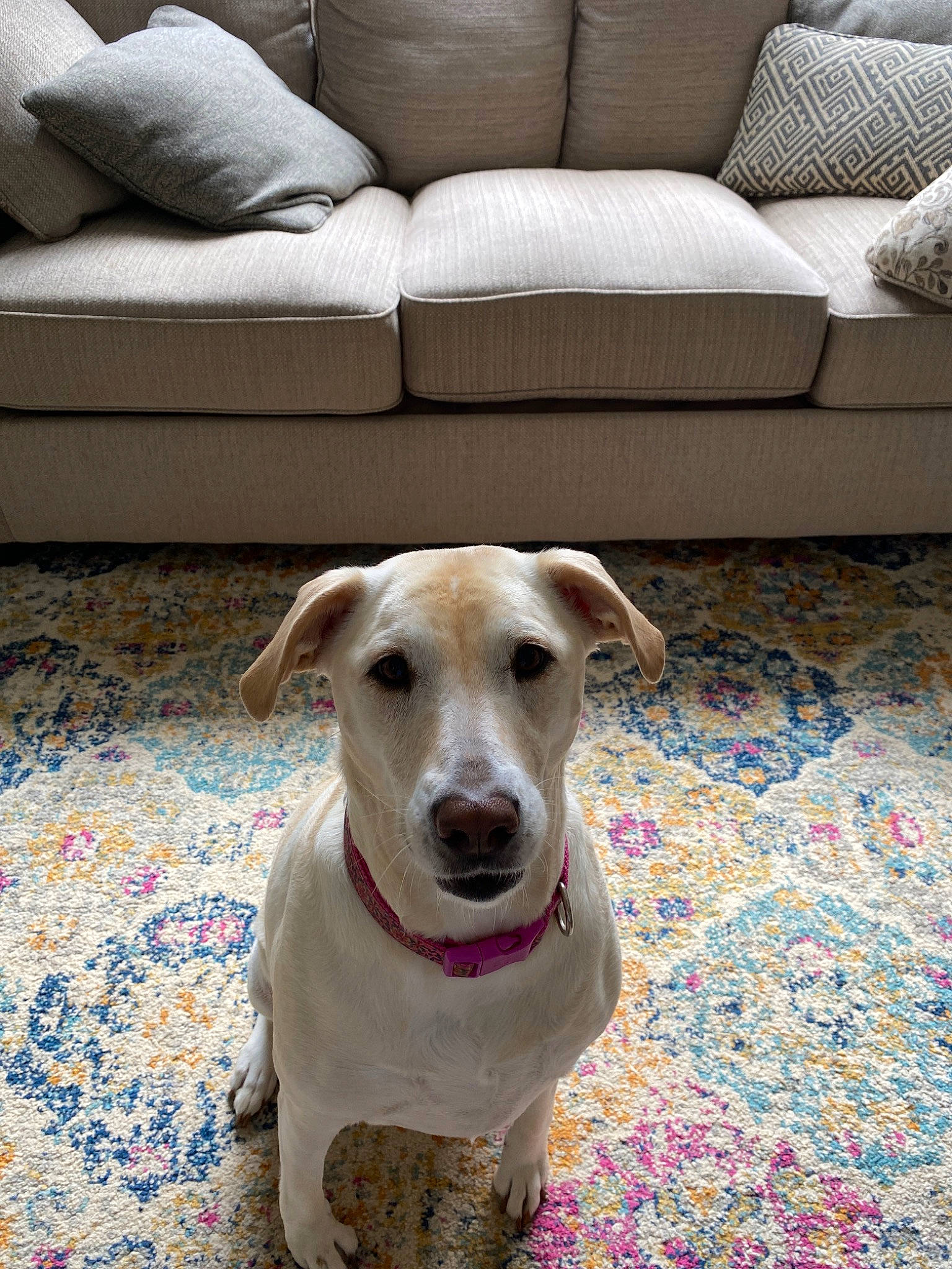 Luna joined the competition — help win amazing prizes! canidae, carnivore, companion_dog, dog, dog_breed, fawn, floor, flooring, furniture, mammal, rare_breed_dog, room, snout, sporting_group, vertebrate