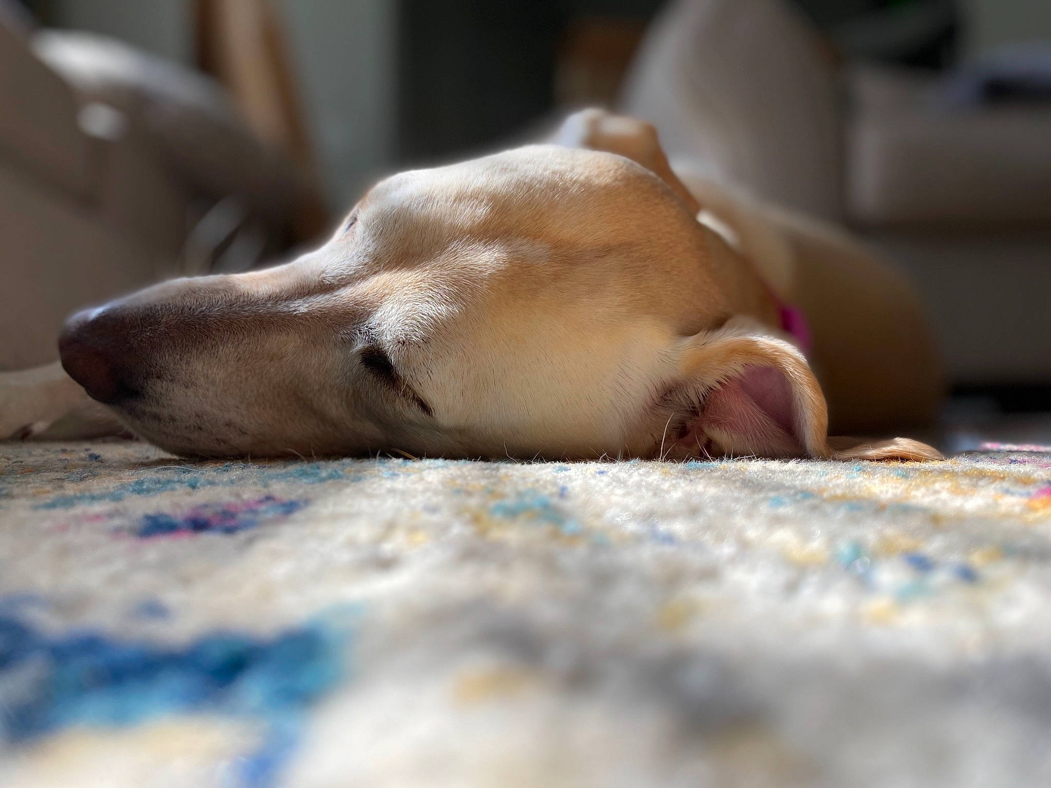 Luna is registered to the contest to win money with this photo: canidae, carnivore, dog, dog_breed, fawn, galgo_espanol, greyhound, ibizan_hound, italian_greyhound, lurcher, mammal, nap, sighthound, sleep, snout, toy_dog, whippet