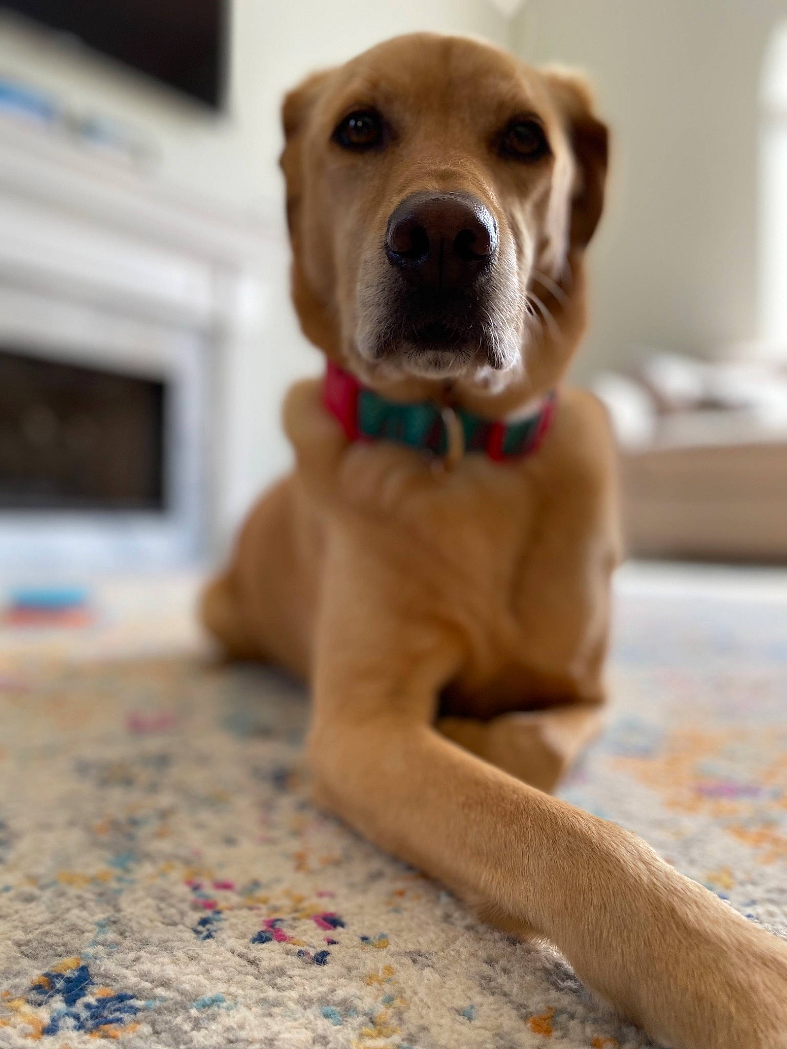 Bo is registered to the contest to win money with this photo: beagador, canidae, carnivore, companion_dog, dog, dog_breed, fawn, labrador_retriever, nose, potcake_dog, puppy, retriever, snout, sporting_group, whiskers